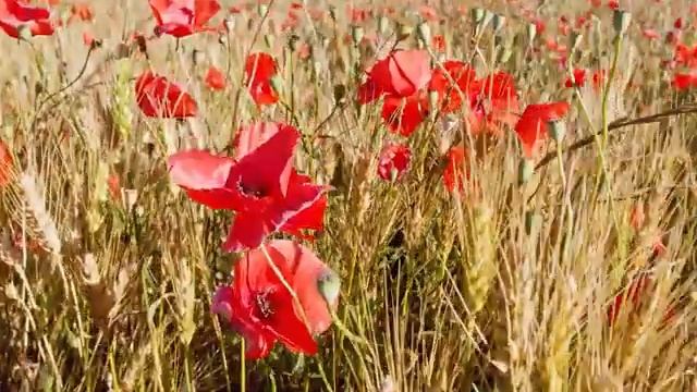 Нежная музыка, успокаивает нервную систему и радует душу ? лечебная музыка для сердца и сосудов #3 смотреть онлайн