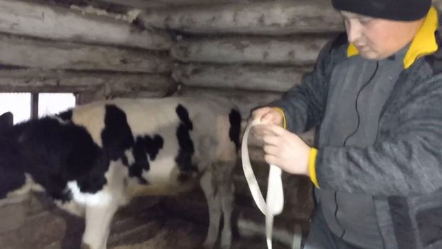 Откорм быков. Вес быка Голштинской породы в 7 месяцев#быки#крс#откорм_быков#корм#кормление_быков