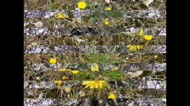 СКЕРДА  (CREPIS)  сем. Сложноцветные