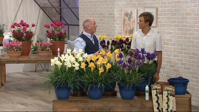 Roberta's 48-Piece Dutch Iris Mix on QVC смотреть онлайн
