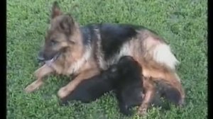 Немецкая овчарка.