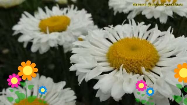 Нивяник наибольший Реал Неат. Краткий обзор, описание характеристик, где купить саженцы Real Neat смотреть онлайн