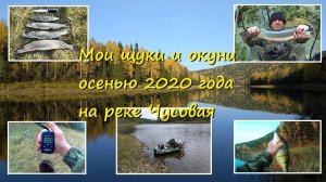 Мои щуки и окуни осенью 2020 года на реке Чусовая