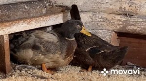 Новая птица нашего Хозяйства/ Самые редкие утки/Мечты сбываются неожиданно/ Руанские утки