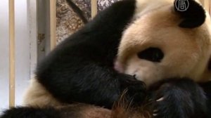 Сразу две панды родились в зоопарке Японии