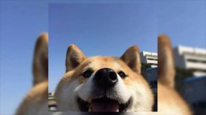 Эту Песню Ищут Все!!! Клипы 2019 Новинки!!!!!!!!! 🐶Музыка для флешмоба🐶Тренды из лайка🐶