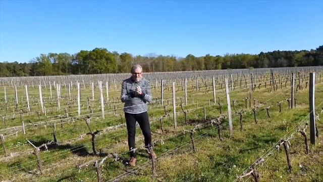 В чём отличие Bordeaux от Bordeaux Superieur? смотреть онлайн