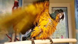 Мокрый попугай ара обрызгивает амазона Аркашу