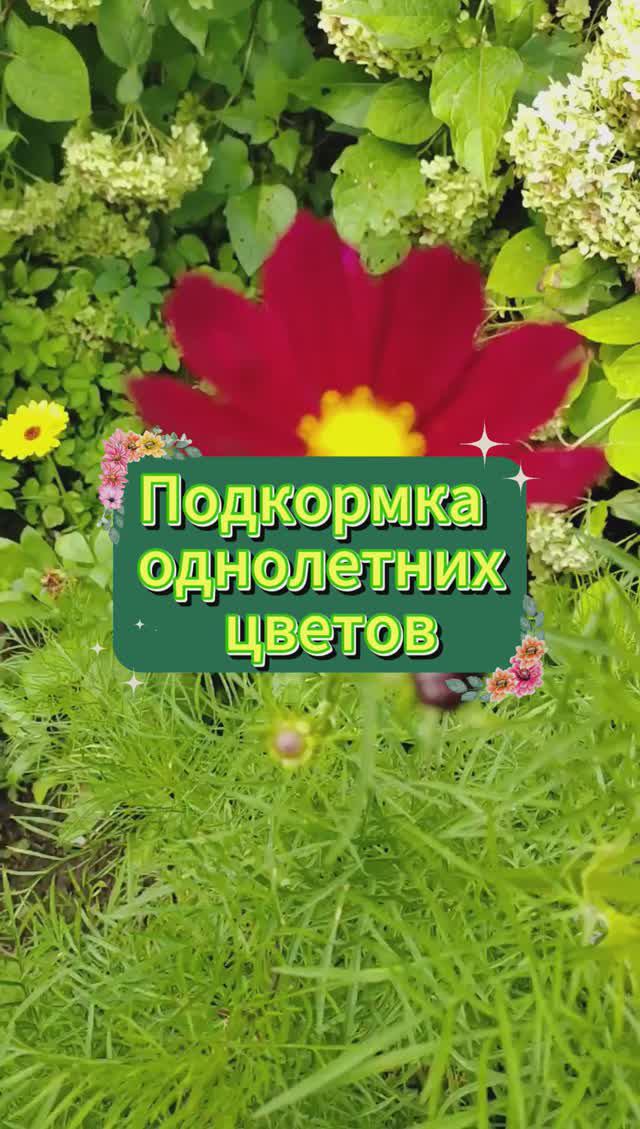 Однолетние цветы - уход и подкормка в августе #shorts#цветы