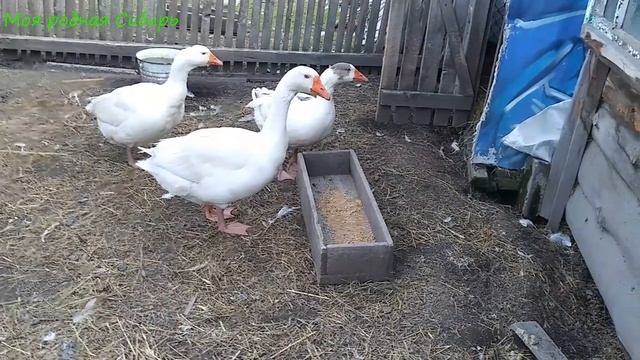 У нас новое пополнение гусяток! Проведуем цыплят в стайке. Гошка с Матильдой смотрят на гусяток... смотреть онлайн