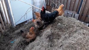 КУРИНАЯ ЛЮБОВЬ ❤❤❤ПЕТУХ АВСТРОЛОРП ОДНОЛЮБ!!!