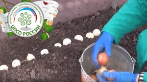 ПОСАДКА ЛУКА ПОД ЗИМУ. ПОСЕВ ЗЕЛЕНИ В ТЕПЛИЦЕ ПОД ЗИМУ.