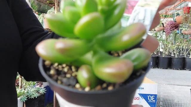Rare Succulent ' Echeveria Madiba Large смотреть онлайн
