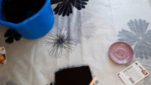 Простой посев лука эксибишн