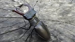 Жук-олень. Самый большой жук Европы. Lucanus cervus.