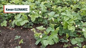 Срочно!Опрыскивание клубники.Клубника цветёт, пчёлки опыляют.