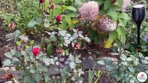 Сделайте эти простые шаги и цветник будет радовать вас пышным цветением с весны до осени