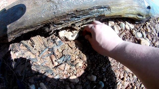 Мормыш в Воткинском водохранилище, он же рачёк бокоплав, гамарус,бормыш, горбунець. смотреть онлайн