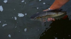 Успешная рыбалка с Rapala Ultra Light Minnow. Закрытие голавлиного сезона , день 1