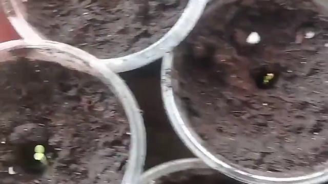 Посев петунии/Петуния взошла, окучиваю как картошку!)