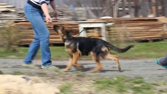 Квин Дансинг Чизета ( Финн ф Бергмансланд+Ксана ф Тромпетерспрунг) смотреть онлайн