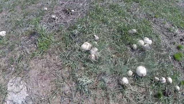 Шампиньоны в Сибири_Champignons in Siberia