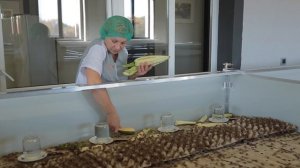 Выращивание домового сверчка