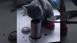 кот гурман