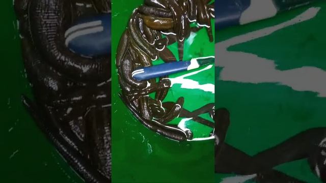 Разведение пиявок дома. Производители на следующий год. смотреть онлайн