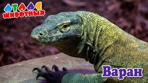 Варан Атлас Животных.mp4