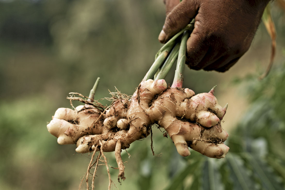 Zingiber officinale ботаника