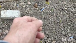 формирование куста винограда в год посадки