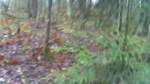 Ловля Лисы Капканами, Лиса на приваду.