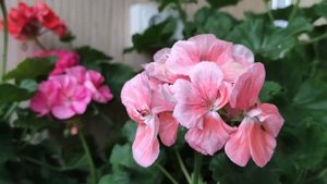 ПЕЛАРГОНИЯ Bold Sunrise. Надёжный сорт