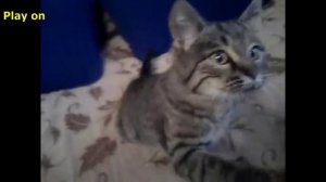 Приколы.Черные кошки - смешное видео, приколы, смотреть онлайн