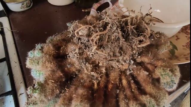 Кактусы дома Пересадка монстра №2 смотреть онлайн