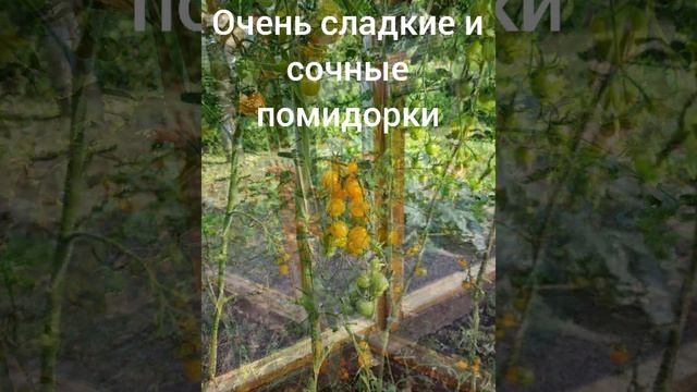 Медовые черри.#Томаты#