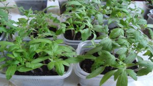 ДВА СПОСОБА ПИКИРОВКИ ТОМАТОВ. ПРИЩИПЫВАТЬ ИЛИ НЕ ПРИЩИПЫВАТЬ ЦЕНТРАЛЬНЫЙ КОРЕНЬ ТОМАТОВ.