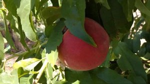 Персик Эрли Стар. peach Early Star. Новый, ранний сорт с хорошим вкусом. Видеообзор от Макси Сад