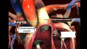 Как устроено сердце человека? | ПОЛЕЗНЫЙ ЮТУБ