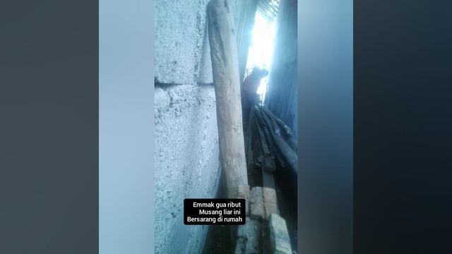 rejeki nomplok musang bersarang di rumah | musang biul | musang binturong-hewan populer смотреть онлайн