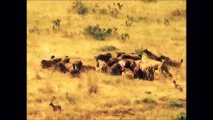 Львы против гиен.