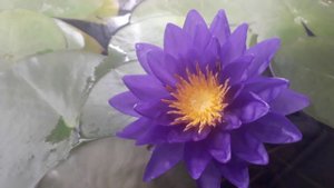 Нимфея Kiss the Sky (Поцелуй Небес) кувшинка, нимфея, водные растения, пруд