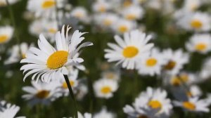 Релакс. Уснуть за 10 минут, спокойная музыка для сна, пианино.