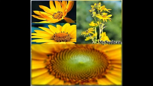 MAXIMILIAN PERENNIAL SUNFLOWER Seeds, Helianthus annuus FLOWER SEEDS on www.MySeeds.Co смотреть онлайн