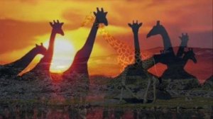 Жираф (Николай Гумилёв - Олег Донец)