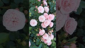 Роза Байландо Bailando