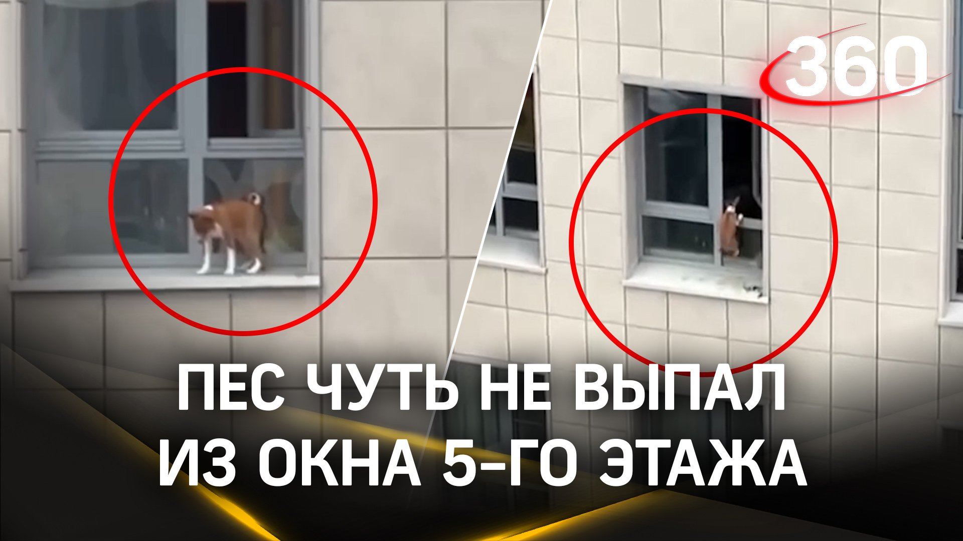 Собака чуть не выпала из окна 5 этажа в ЖК «Риверсайд» на Ушаковской набережной в Петербурге