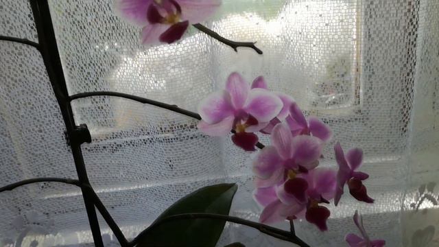 Phalaenopsis Cassandra - The most impressive phalaenopsis primary hybrid in my collection! смотреть онлайн