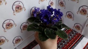 Фіалка ЕК-Сенсация, огляд сорту